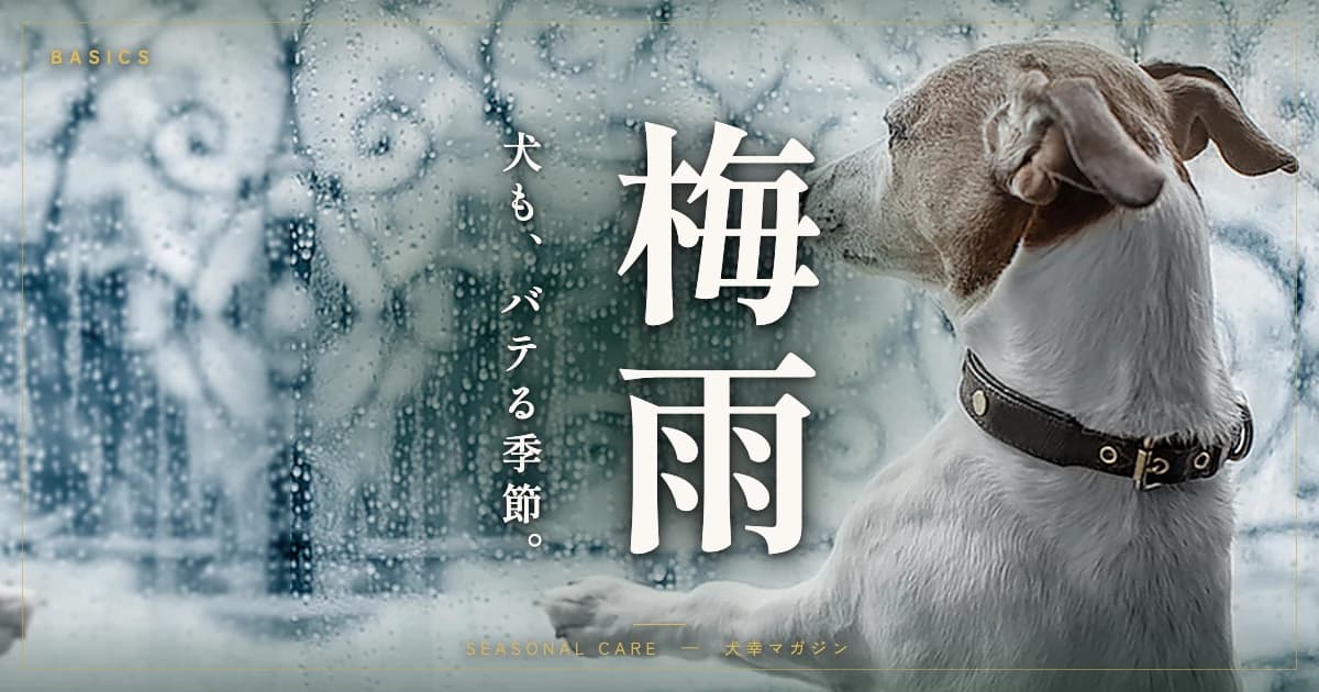 犬の梅雨バテ対策——食欲・元気がないときの過ごし方と食事の工夫